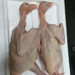 Fournisseur chinois de viande de pigeon frais congelé en gros Viande de pigeon rapide entière Meilleure vente Pigeon nourri aux grains entiers scellé sous vide - Product Image 4