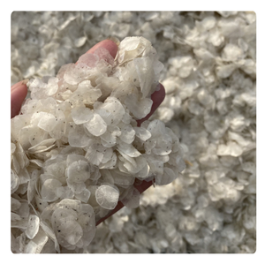 ÉCAILLES DE POISSON SÉCHÉES DU VIETNAM | SOURCE NATURELLE POUR LE COLLAGÈNE, APPROVISIONNEMENT EN VRAC - Product Image 6