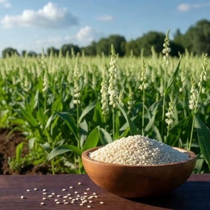 Graines de sésame décortiquées, pureté 99,98%, blanches naturelles, qualité export, approvisionnement en vrac, sacs en jute de 25 kg / 50 kg, prix compétitif - Product Image 2