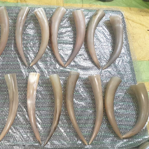 Paire de cornes de boeuf naturelles pour la décoration intérieure Pièce maîtresse Thème viking Inspiré de la corne de buffle et de vache africaine décorative par FWE - Product Image 5