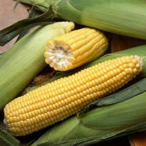 ข้าวโพดสีเหลือง ข้าวโพดแห้ง ข้าวโพดป๊อปคอร์น - Product Image 6