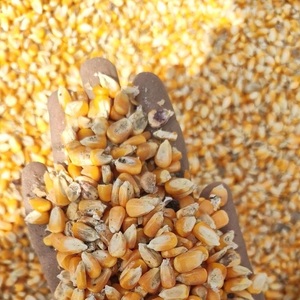 Maíz Amarillo Convencional de Alta Calidad para Alimentación Animal, Grado A, Rico en Proteínas, Vida Útil de 12-18 Meses, Calidad de Exportación, 30 kg - Product Image 4