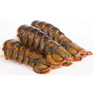 Langosta Congelada / Langosta Viva de Alta Calidad para Exportación - Product Image 1