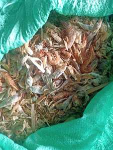 Wooup Polvo de cabeza de camarón rico en nutrientes Alimentación óptima para peces Cerdo Oveja Pato Perro; Otras mascotas Camarón Tipo de comida Bolsa Alimentación animal - Product Image 5