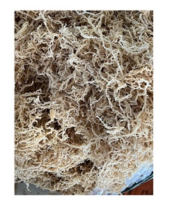 Salade de mousse de mer d'Irlande séchée en vrac à bon prix Utiliser des algues Eucheuma Cottonii <span class=keywords><strong>Feuille</strong></span> propre et de haute qualité - Product Image 3
