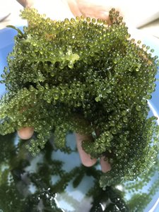 Raisins de mer déshydratés de qualité supérieure, export du Vietnam, Caulerpa Lentillifera séchée - Product Image 4