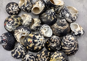 Coquillages de plage pour artisanat et décoration intérieure, coquillages naturels très vendus, décoration sur le thème de l'océan - Product Image 5