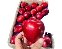 私たちの庭からの赤いおいしいリンゴの新鮮なリンゴトルコからの最大のカリカリの新鮮なリンゴ
