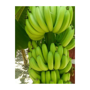 Bananes Cavendish vertes jaunes de haute qualité, vente en gros, bananes de première qualité, meilleur prix, bananes fraîches - Product Image 2