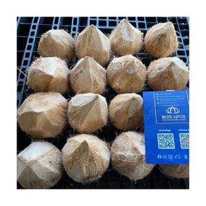 Top Quality <b>Semi</b> <b>Husked</b> <b>Coconut</b> Cheap Wholesale Price <b>Fresh</b> Light Color Bright Skin Premium Factory Bulk Supply New - Product Image 3