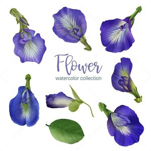 Selected Bulk Dried Butterfly Pea Flowers Natural Blue Petals For Beverage Production Tea Processing Wholesale Vietnam Supply - Product Image 5