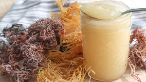 มอสทะเลสีม่วงจากเวียดนาม // มอสทะเลแห้งไอริชคุณภาพสูง // Ms. Beatrix - Product Image 5