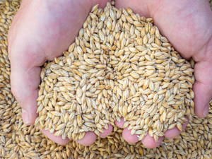 Grano de Cebada de Grado Estándar, Alto en Proteínas, Sin OMG, para Alimentación de Ganado, Proveedor a Granel - Product Image 3