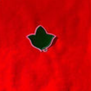 Red Crew Neck Sweatshirt with <b>Black</b> and Green Leaf Applique <b>Long</b> Sleeve Pullover Casual Women's Fashion <b>Top</b> Cozy Streetwear - Product Image 4
