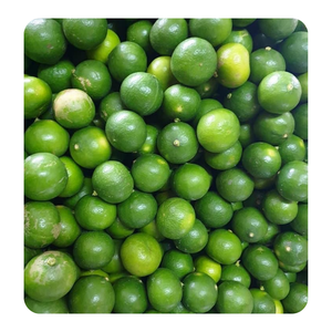 Entrega Rápida, Mejor Calidad, Lima Verde Fresca Sin Semillas de Vietnam |   Alta Calidad |   Precio Competitivo en el Mercado |   Frutas Cítricas Comunes - Product Image 5