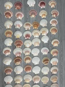 Coquillages exquis, beauté naturelle pour la décoration mondiale |   Commande en gros du Vietnam - Product Image 3