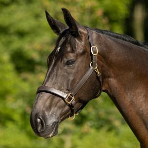 Accessoires de bride de Style occidental de licou de cheval en cuir véritable marron de haute qualité pour équipement de cheval - Product Image 2