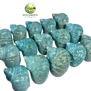 Conchas Marinas Decorativas de Lujo con Acabado Verde Iridiscente para Decoración Costera de Spas y Resorts, Proveedor Mayorista de Vietnam - Product Image 2