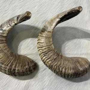 Shofar Kosher de Cuerno de Carnero Grande al por Mayor, Instrumento Musical Natural Pulido Utilizado para Fines Religiosos Judíos - Product Image 4