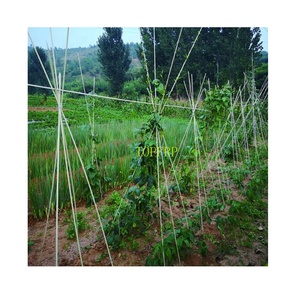 <b>Tomato</b> Plant <b>Support</b> Stake Fiberglass Rod for Agricultural for Plantation Farm Fence Post - Product Image 4