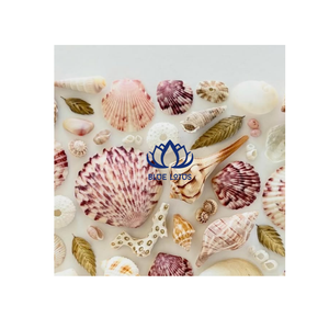 เปลือกหอยปูเสฉวนธรรมชาติ ทำมือ เป็นมิตรกับสิ่งแวดล้อม ขายดี สีเหลือง ขาว เขียว เงิน ขายส่ง ตกแต่งบ้านและห้อง - Product Image 1
