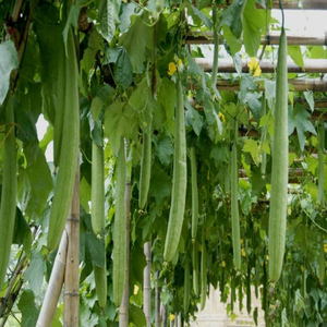 Semillas Híbridas de Calabaza Esponjosa F1 con Alta Tasa de Germinación, Frutos Largos y Tiernos, Variedad Resistente a Enfermedades para Cocina y Jardín - Product Image 5