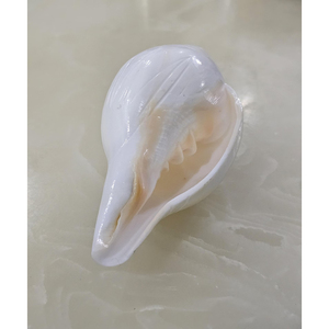 Concha Shankh Natural de 13 cm |   Concha de Caracol para Decoración y Uso Ritual - Product Image 1