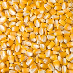 Maíz Blanco y Maíz Amarillo en Venta - Product Image 1