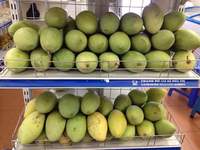 Beste export groothandel verse mango uit Vietnam, hoge kwaliteit, lage prijs, 99GD fabriekskwaliteit, 10-12cm, 0,25kg