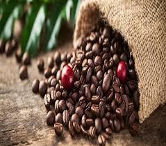 เมล็ดกาแฟอาราบิก้าอินเดียคั่วเต็มเมล็ด รสชาติสมดุล ความเปรี้ยวพอเหมาะ ออร์แกนิค พรีเมียม เกรดส่งออก คั่วอ่อน สำหรับร้านกาแฟและการส่งออก - Product Image 1