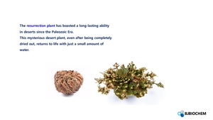 Glyceryl Glucoside Glycerin chống lão hóa giữ ẩm đại lý với Aquaporin kích hoạt cho dưỡng ẩm chăm sóc da sản xuất tại Hàn Quốc - Product Image 3