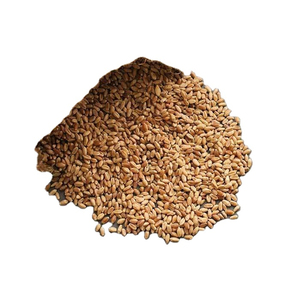 Grains de blé dur frais de haute qualité, biologiques et cohérents, France, durée de conservation de 12 mois disponible - Product Image 1