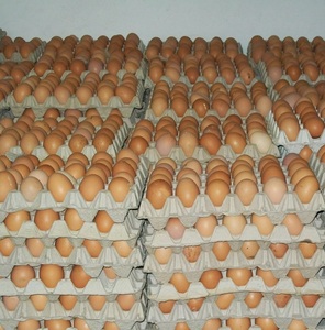 Huevos de Gallina Frescos de Granja Premium, Huevos de Gallina con Cáscara Marrón y Blanca, Precio Económico - Product Image 4