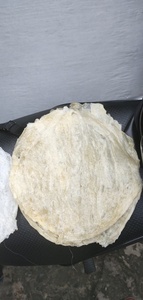 ปลาปังกาซิอุส คุณภาพดี ราคาดีที่สุด (แบบหลอด/วงรี) - คุณโซฮี - Product Image 5