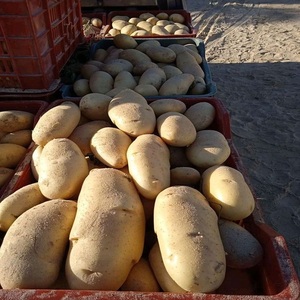 Nouvelle Arrivée 2026 – Pommes de terre fraîches biologiques en gros à bas prix, forme naturelle, stockage frigorifique, exportation mondiale, délicieuses pommes de terre - Product Image 1
