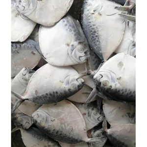 ปลาหมูดิบแช่แข็งคุณภาพพรีเมียม จำหน่ายส่ง ปริมาณมาก เกรดอาหาร พร้อมส่ง ผู้จัดจำหน่ายที่เชื่อถือได้สำหรับการส่งออก - Product Image 3