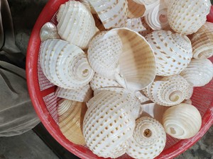 Collection de coquillages du Vietnam, art populaire écologique, fabriqué à partir de coquillages naturels, pour la décoration de plage, artisanat fait main, décoration d'événements - Product Image 4
