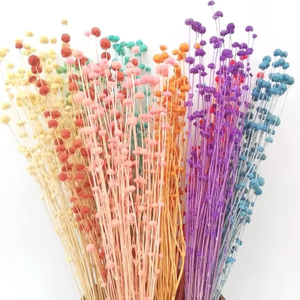 Flores Secas Naturales Grandes de Mars de Tailandia para Arreglos Florales y Decoración - Product Image 1