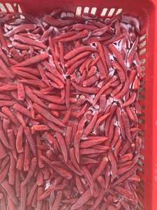 Piment rouge entier surgelé IQF de haute qualité, naturel, très piquant, sans tige, fournisseur exportateur du Vietnam - Product Image 2