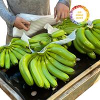 VOORDELIGE AANBIEDING Hoge Kwaliteit Verse Cavendish Plantain Bananen Uit Vietnam Tropisch Fruit Op Voorraad Groothandel Concurrerende Prijs