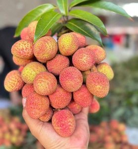 Litchis en conserve vietnamiens à la texture juteuse, en sirop, naturels, blancs, dénoyautés, fruits en conserve, marque privée, au meilleur prix - Product Image 1