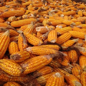 ข้าวโพดเหลืองแห้งคุณภาพสูงสำหรับมนุษย์และสัตว์ ไม่ใช่พืช GMO อายุการเก็บรักษา 24 เดือน - Product Image 4