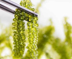 BESTSELLER UVA DI MARE LATOK/CAULERPA LENTILLIFERA IN VENDITA/ Sig.ra Lily - Product Image 6