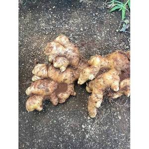 ขิงสดเจียไล เวียดนาม |   ขิงหอมและเผ็ดสำหรับส่งออก - Product Image 1