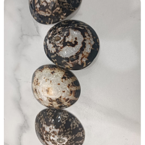 Coquille de limette ronde naturelle, coquillage véritable, toucher authentique, polie, faite à la main, décoration d'intérieur, artisanat, vente en gros - Product Image 2