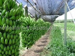 กล้วยสดเวียดนาม กล้วยหวานสุก ผลไม้เขตร้อนพรีเมียม ขายส่งจำนวนมาก ส่งออก ปี 2025 - Product Image 4