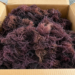 Musgo Marino Morado Orgánico Seco de Alta Calidad, Sazonado, Proceso AD, Empaquetado en Bolsa, Vietnam/ Sra. Alina - Product Image 2