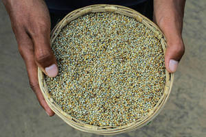 เมล็ดข้าวฟ่างมุกแท้ - Product Image 4