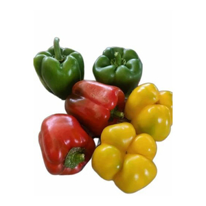 Pimiento Fresco Importado de Calidad Premium con 80% de Maduración a Precio Competitivo y Medición de Temperatura - Product Image 5