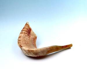 Shofar de Cuerno de Carnero Molido a Mano, Semipulido, Natural, Kosher, Judío, de 13-15 pulgadas (30-34 cm) - Product Image 5
